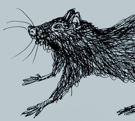  Rat illustration inked by Limor Farber